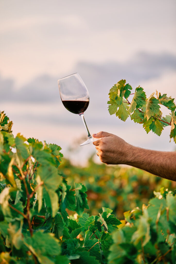Vertical shot of a person holding a glass of wine in the vineyard under the sunlight